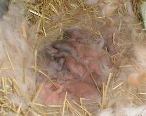 Bayi Kelinci usia 2 jam, Bayi-bayi yang beruntung dimana induk mereka telah berkeasi untuk menciptakan sarang yang indah dan penuh kehangatan